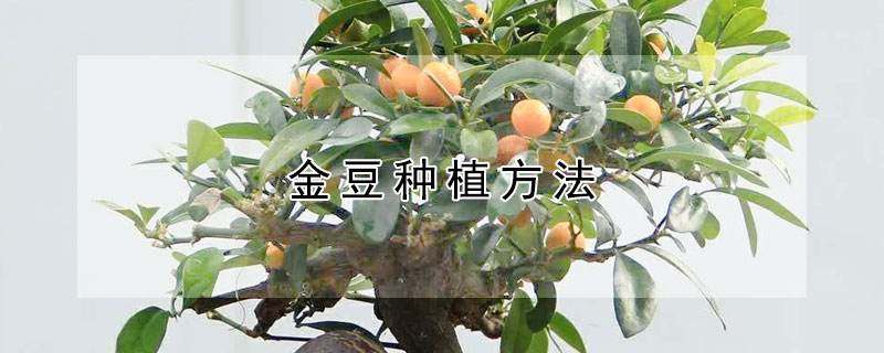 金豆种植方法 金豆种植方法视频