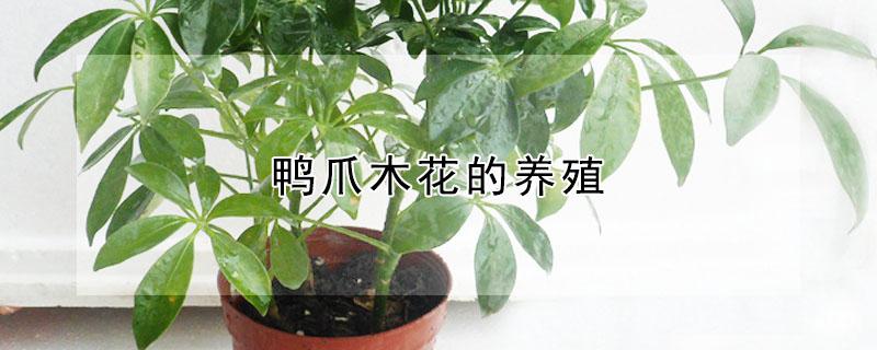 鸭爪木花的养殖 鸭爪木花的养殖黄叶