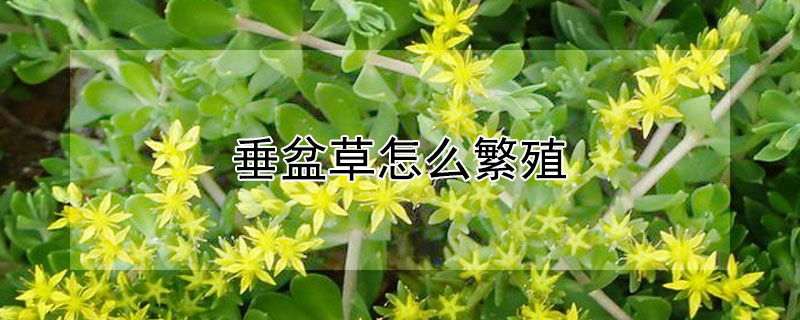 垂盆草怎么繁殖（垂盆草繁殖方法）