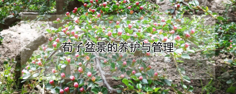荀子盆景的养护与管理（荀子盆景的养护与管理视频）