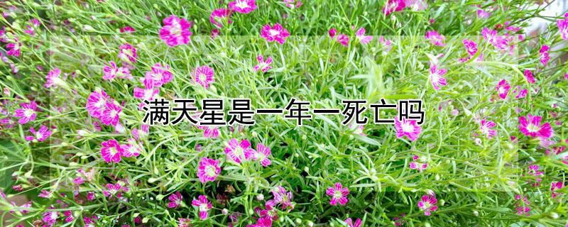 满天星是一年一死亡吗（满天星一年开几次花）