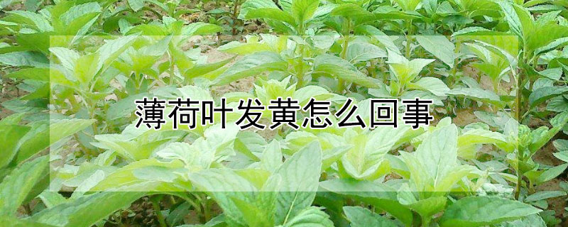 薄荷叶发黄怎么回事（薄荷叶发黄怎么办）