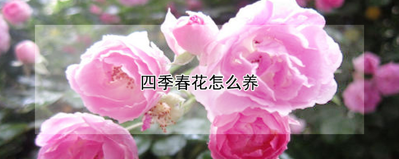 四季春花怎么养（四季春花怎么养户生病怎么护理）