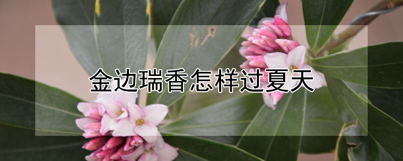 金边瑞香怎样过夏天（金边瑞香如何过冬）