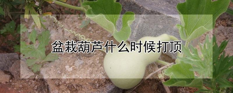 盆栽葫芦什么时候打顶 盆栽葫芦什么时候打顶最好