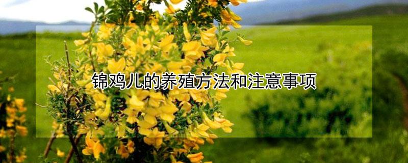 锦鸡儿的养殖方法和注意事项 锦鸡儿的养殖方法和注意事项视频