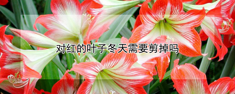 对红的叶子冬天需要剪掉吗（对红的叶子太长怎么办）