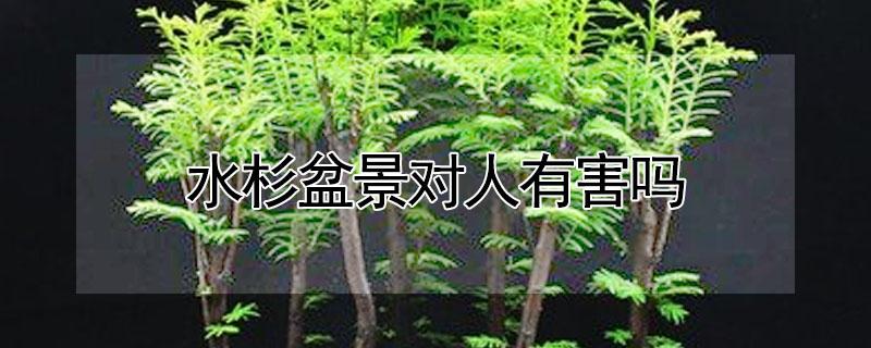 水杉盆景对人有害吗 水杉盆景对人有害吗视频