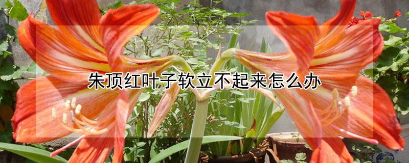 朱顶红叶子软立不起来怎么办 朱顶红叶子疯长不开花怎么办