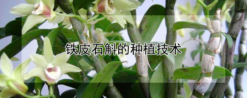 铁皮石斛的种植技术（铁皮石斛种植技术）
