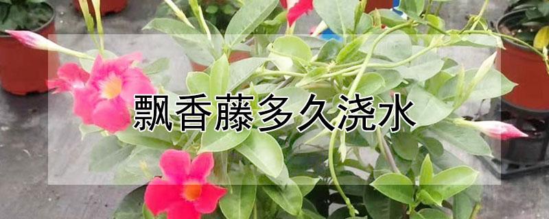 飘香藤多久浇水（飘香藤多久浇水一次合适）
