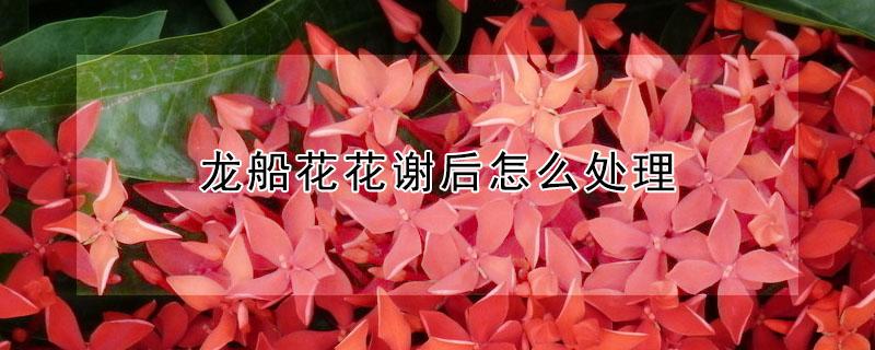 龙船花花谢后怎么处理 龙船花谢了怎么办