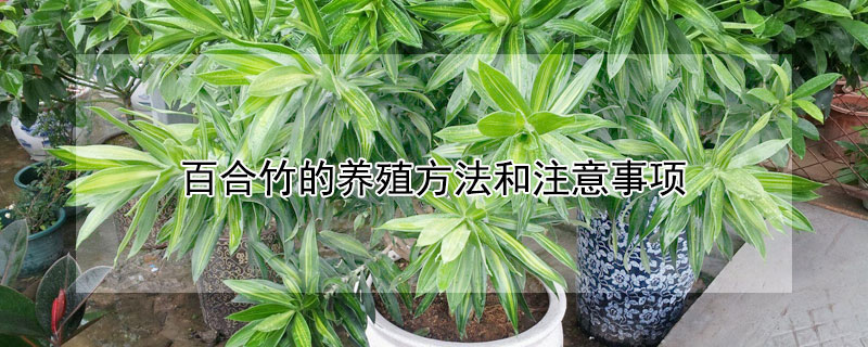 百合竹的养殖方法和注意事项 龙血树的养殖方法和注意事项