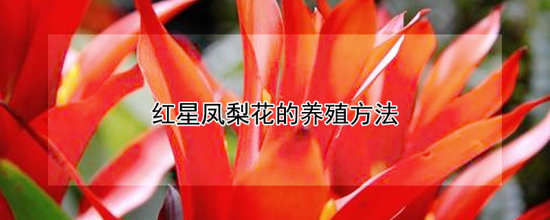 红星凤梨花的养殖方法（红星凤梨花的养殖方法视频）
