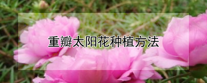 重瓣太阳花种植方法（重瓣太阳花种植方法和时间）