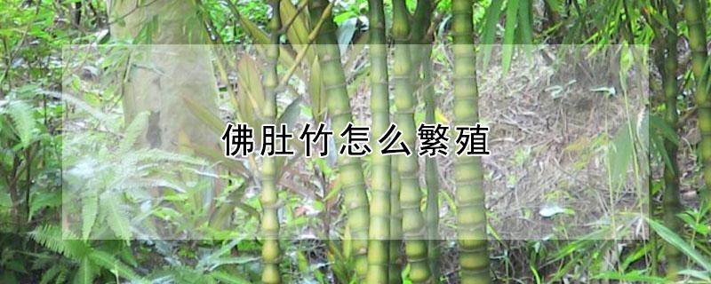 佛肚竹怎么繁殖 佛肚竹繁殖可扦插视频