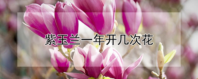 紫玉兰一年开几次花 紫玉兰多少钱一棵