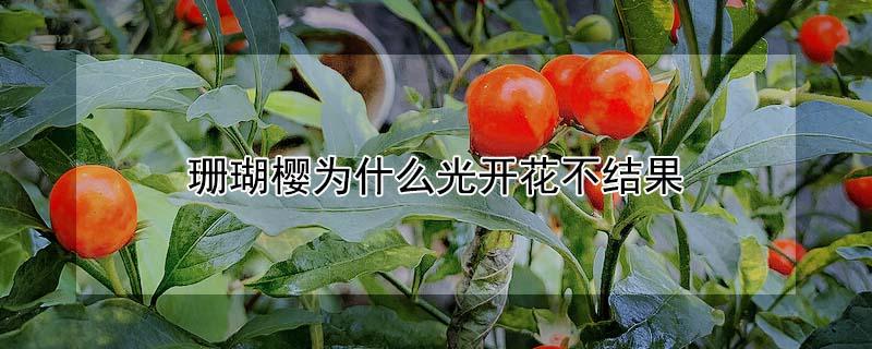 珊瑚樱为什么光开花不结果 珊瑚樱不结果的原因
