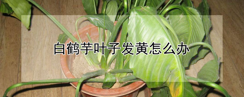 白鹤芋叶子发黄怎么办（白鹤芋叶子发黄怎么办视频）