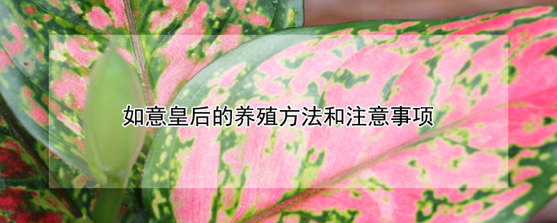 如意皇后的养殖方法和注意事项 吉祥如意皇后的养殖方法和注意事项