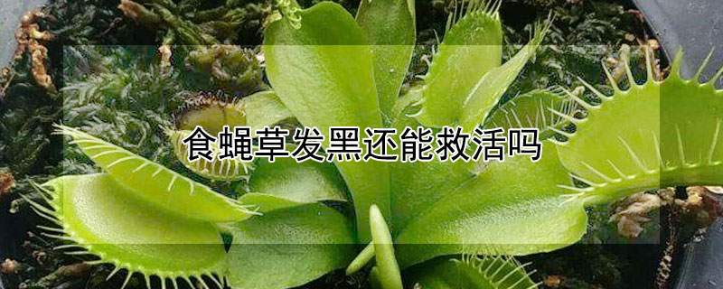 食蝇草发黑还能救活吗 食蝇草发黑了是为什么