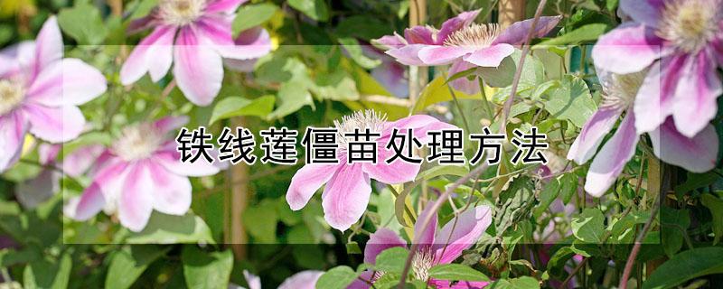 铁线莲僵苗处理方法（铁线莲死苗）