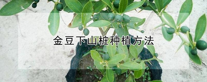 金豆下山桩种植方法 金豆下山桩种植方法图片
