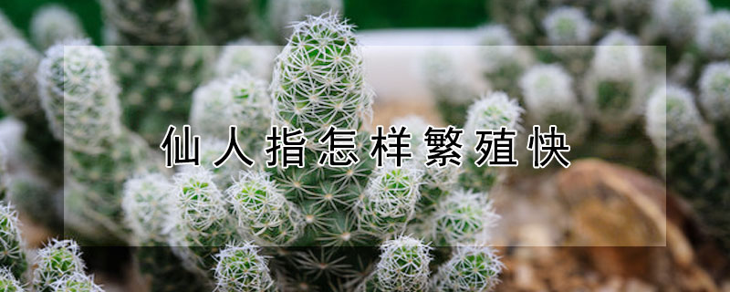 仙人指怎样繁殖快 仙人指怎么样才能养爆盆呢
