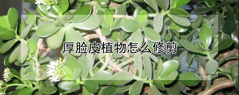 厚脸皮植物怎么修剪 厚脸皮植物怎么修剪图片