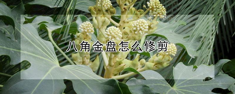 八角金盘怎么修剪（八角金盘怎么修剪图解）