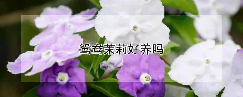 鸳鸯茉莉好养吗（鸳鸯茉莉好养吗怎么养）