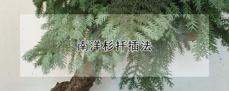 南洋杉扦插法 南洋杉扦插方法视频