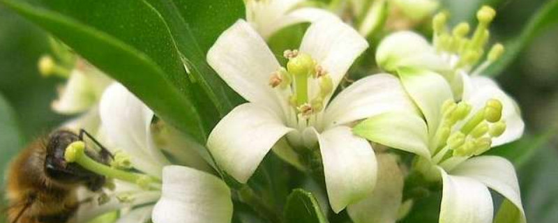 十里香花怎么养（十里香花怎么养爱开花）