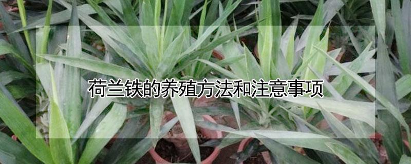 荷兰铁的养殖方法和注意事项 荷兰铁的养殖方法 修剪