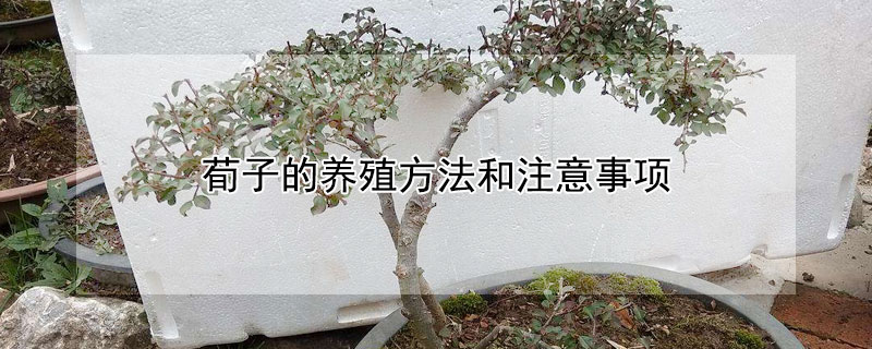 荀子的养殖方法和注意事项 荀子的养殖方法和注意事项地栽