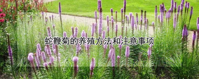 蛇鞭菊的养殖方法和注意事项 蛇鞭菊什么时候种植最好