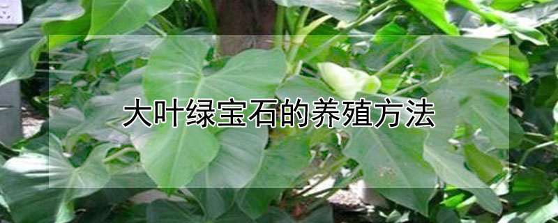 大叶绿宝石的养殖方法（大叶绿宝石的养殖方法视频）