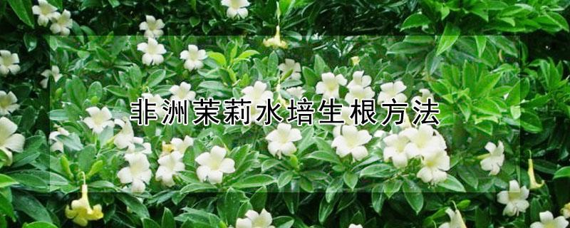 非洲茉莉水培生根方法 非洲茉莉水培生根方法图解