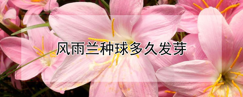 风雨兰种球多久发芽（风雨兰种球多久发芽开花）