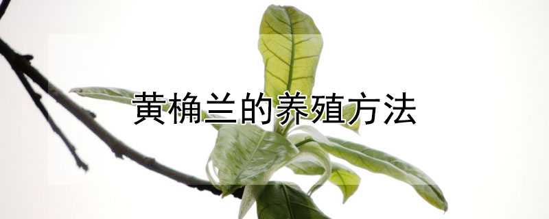 黄桷兰的养殖方法（黄桷兰的养殖方法和注意事项 盆栽视频）