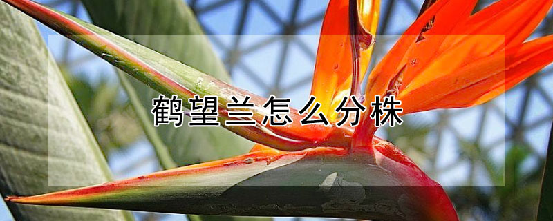 鹤望兰怎么分株（鹤望兰怎么分株视频）