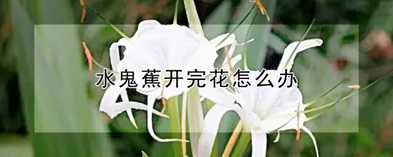 水鬼蕉开完花怎么办（水鬼蕉开花后的花杆怎么办）