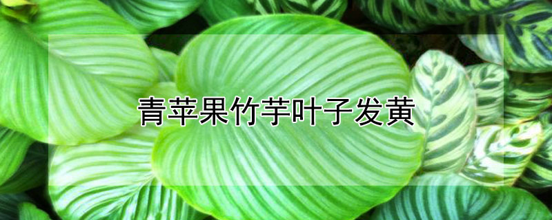 青苹果竹芋叶子发黄 青苹果竹芋叶子发黄是什么原因