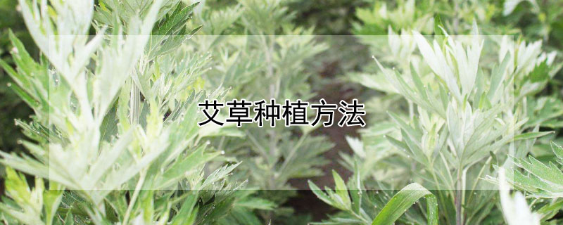 艾草种植方法（艾草种植方法与管理技术）