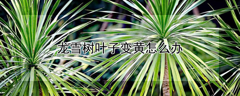 龙雪树叶子变黄怎么办 龙雪树叶子变黄怎么办视频