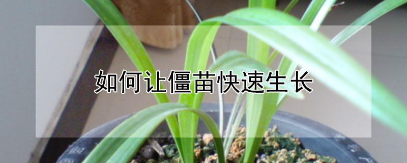 如何让僵苗快速生长（西瓜苗僵苗解决办法）