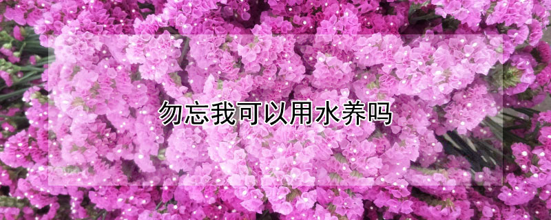 勿忘我可以用水养吗 勿忘我可以泡水养吗