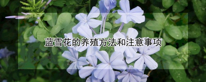 蓝雪花的养殖方法和注意事项 蓝雪花的养殖方法和注意事项盆栽及价格