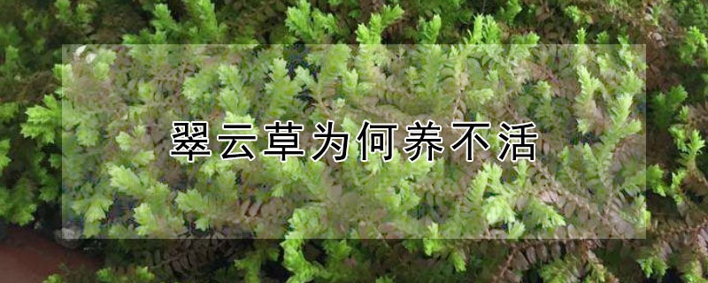 翠云草为何养不活 翠云草怎么爆盆