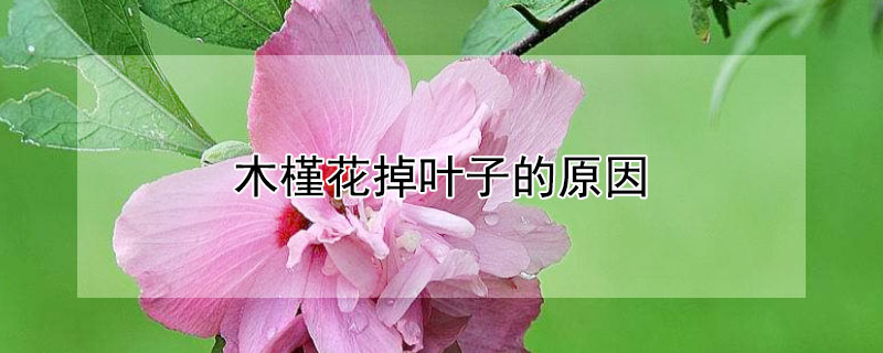 木槿花掉叶子的原因 木槿花掉叶怎么办